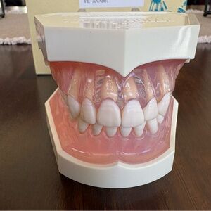Nissin Dental Study Model with Removable Teeth! New in Box!